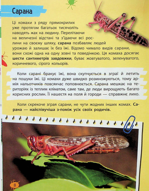 Mini encyclopedia. Insects and spiders