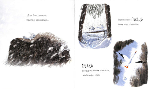 The wolf is looking for a way to the pack.